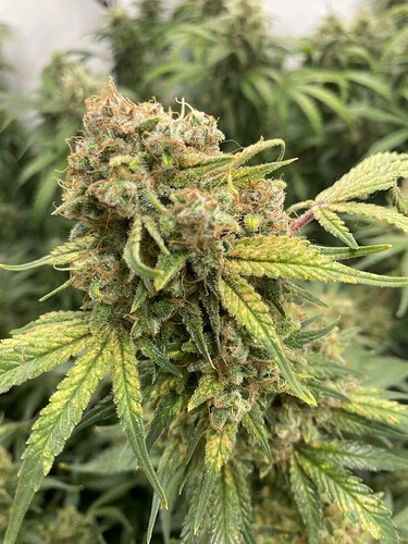 Growreport Bild 12