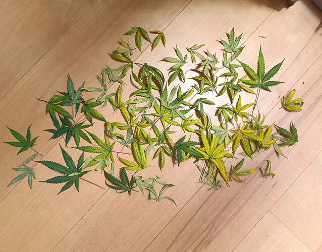 Growreport Bild 1