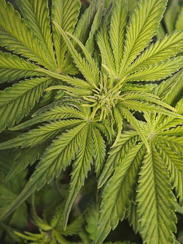 Growreport Bild 41