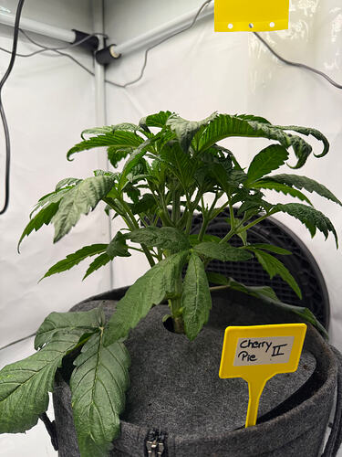 Growreport Bild 16
