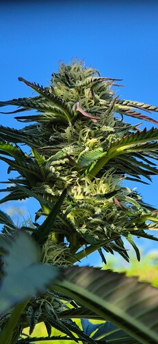 Growreport Bild 5