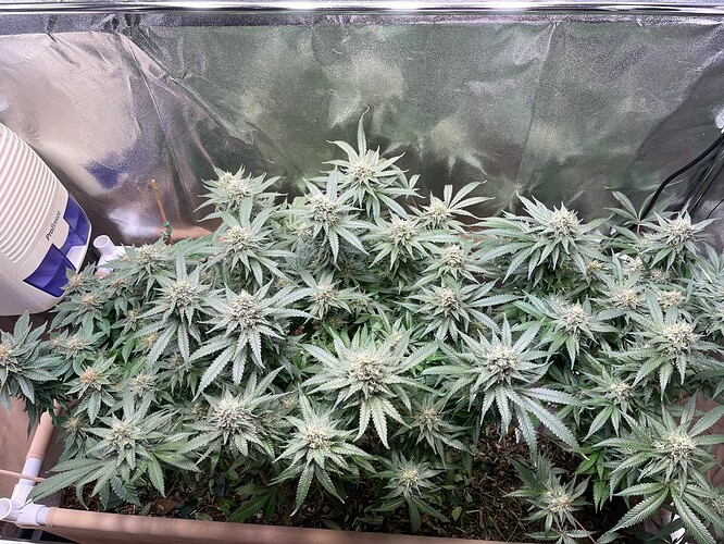 Growreport Bild 9