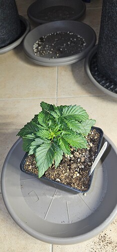 Growreport Bild 42
