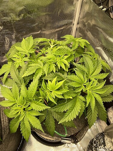 Eine junge Cannabispflanze in der Wachstumsphase, die in einem Stofftopf in einem Growzelt steht. Die Pflanze zeigt mehrere Verzweigungen und gesunde grüne Blätter. LST-Clips sind an den Ästen angebracht, um das Wachstum zu formen.