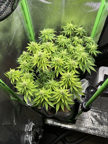 Growreport Bild 36