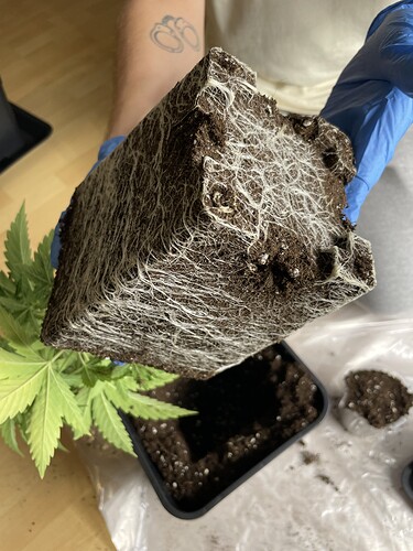 Growreport Bild 1