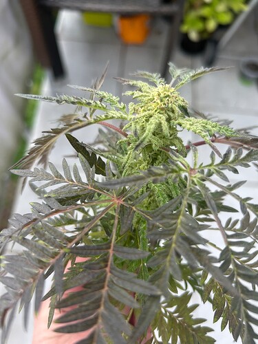 Growreport Bild 33