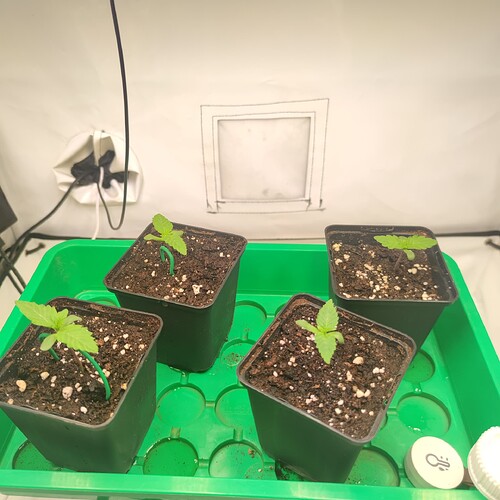 Growreport Bild 1