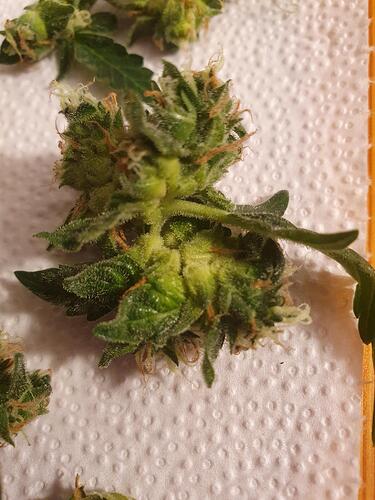 Growreport Bild 9