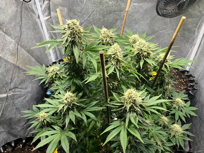 Growreport Bild 4