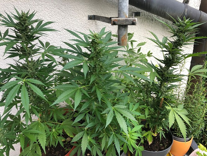 WhatsApp Image 2024-08-03 at 20.44.20