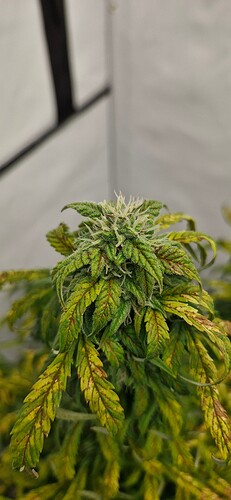Growreport Bild 37