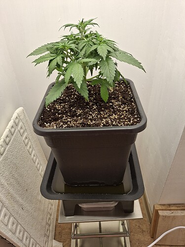 Growreport Bild 42