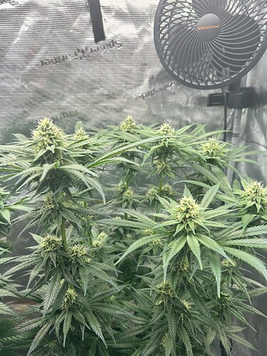 Growreport Bild 6