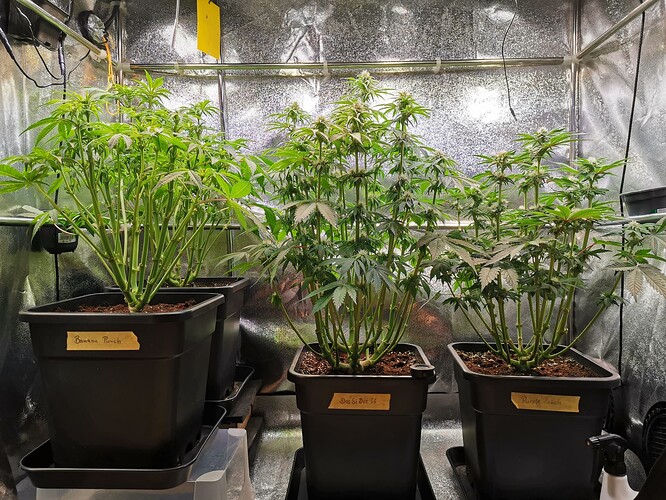 Mix grow BT26 (2)
