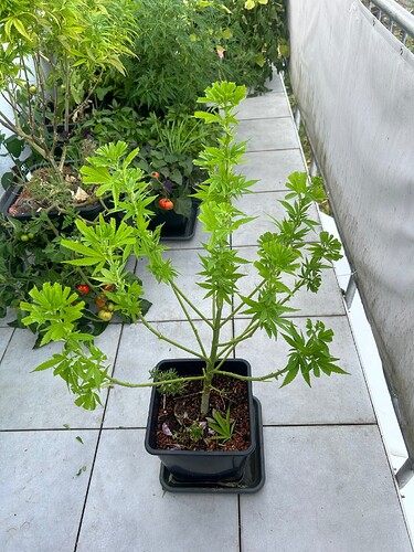 Growreport Bild 87