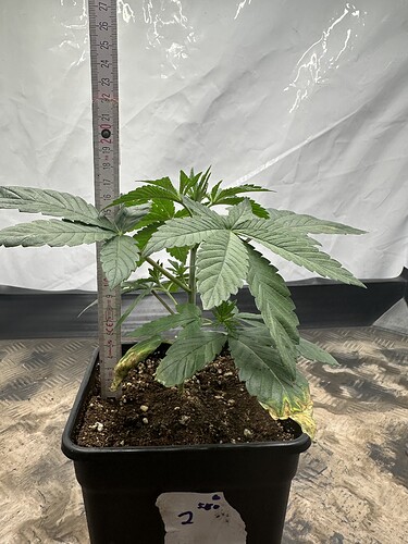 Growreport Bild 7