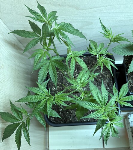Growreport Bild 6