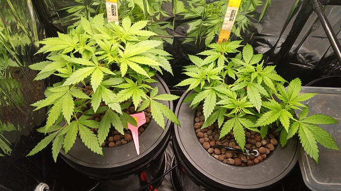Growreport Bild 3