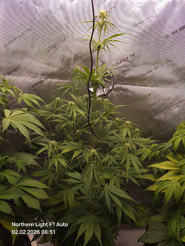 Eine Cannabis-Pflanze in der Blütephase in einem Growzelt mit reflektierenden Wänden.