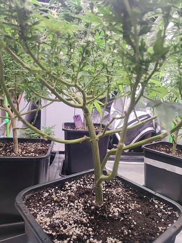 Growreport Bild 32