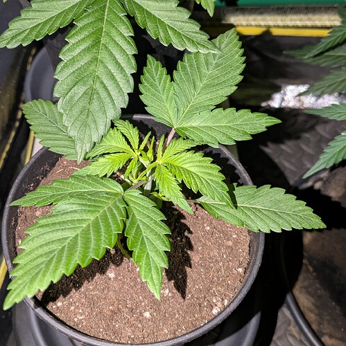 Growreport Bild 26