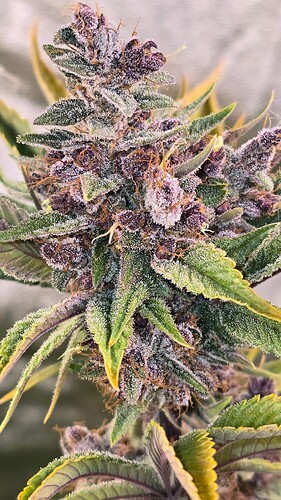 Growreport Bild 17