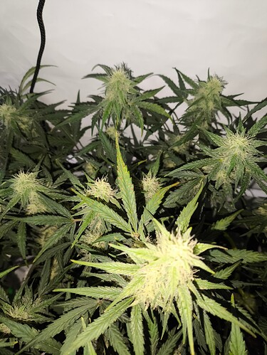 Growreport Bild 19