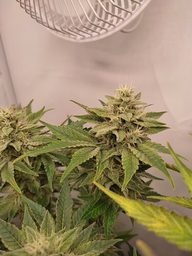 Growreport Bild 54