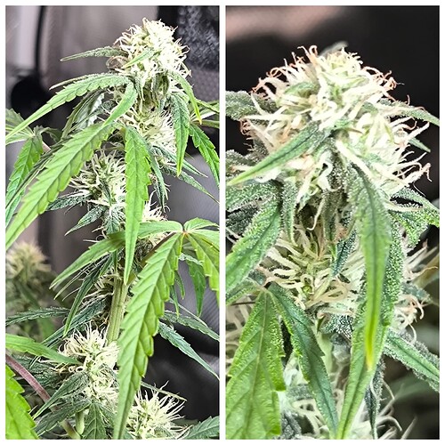 Growreport Bild 11