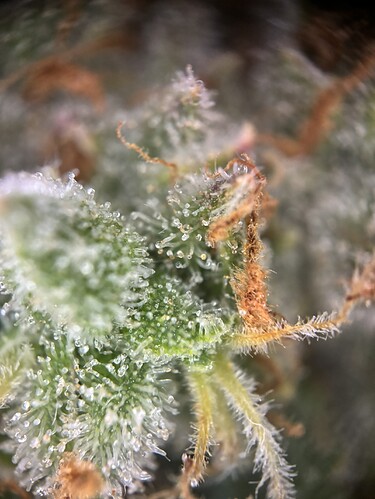Growreport Bild 84