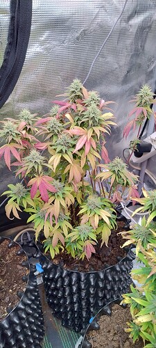 IMG_20251216_211701822_HDR