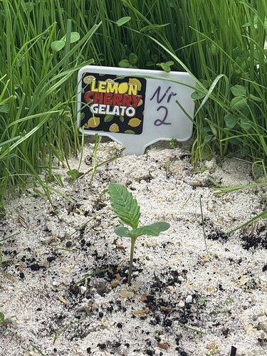 Growreport Bild 25