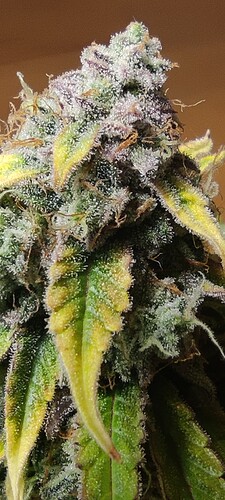 Growreport Bild 5
