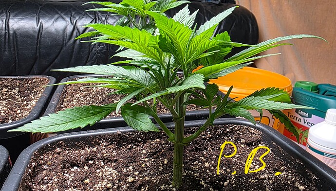 Growreport Bild 2