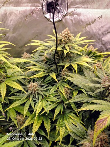 Growreport Bild 2