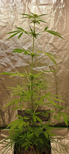 Growreport Bild 7