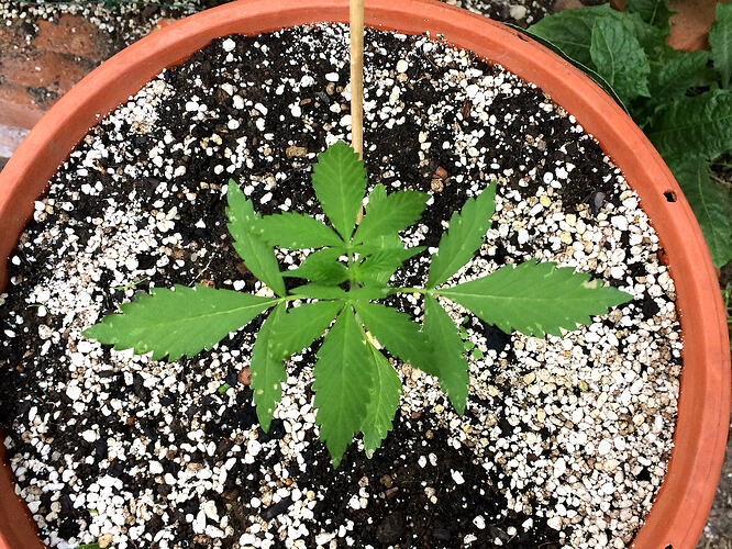 Grow26_0814_15