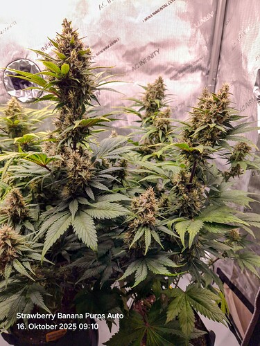 Growreport Bild 3