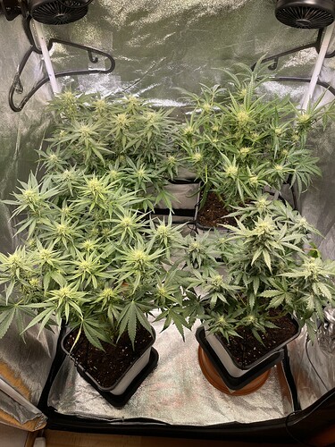 Growreport Bild 1