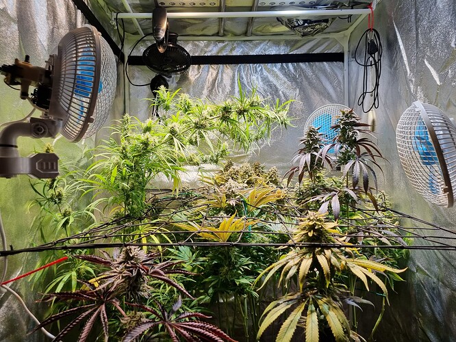 Mehrere Cannabis-Pflanzen in der Blütephase in einem Zelt, mit Lüftern und Beleuchtung.
