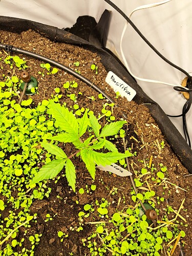 Growreport Bild 4