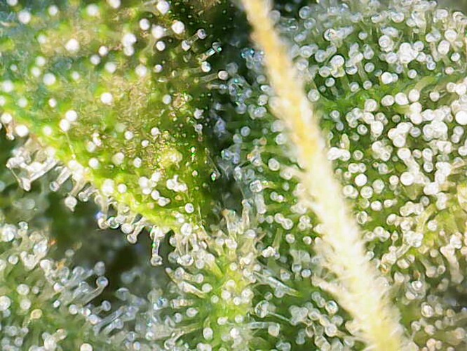 Growreport Bild 28