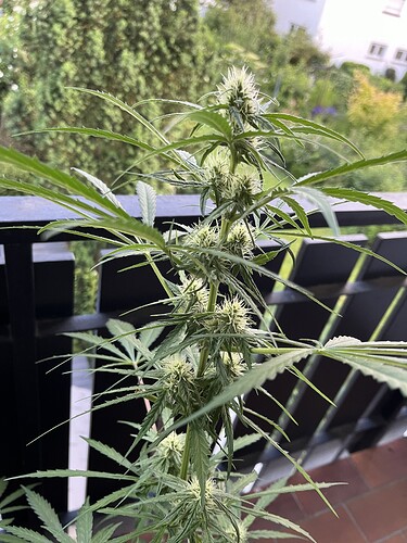 Growreport Bild 4