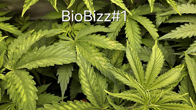 Growreport Bild 2