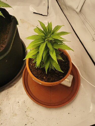 Growreport Bild 3
