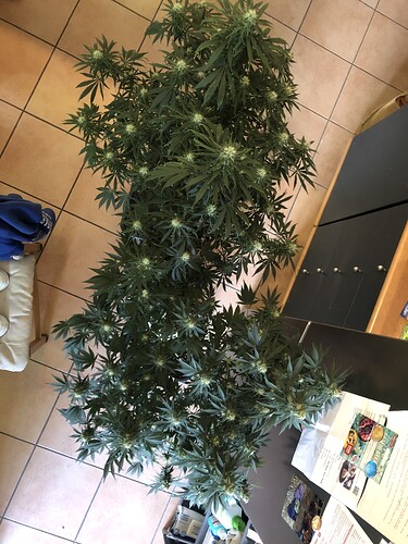 Growreport Bild 4