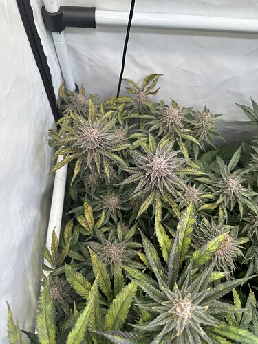 Growreport Bild 6
