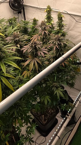 Growreport Bild 4