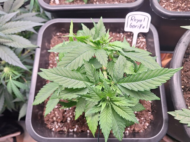 Growreport Bild 8